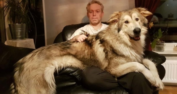 Cüsseleri Kadar Kalpleri de Büyük Köpekler